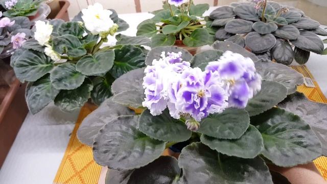 Цветущие фиалки.на 19.07.21.Новенькие и старожилы)) смотреть онлайн