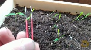 Выращивание бамбука Мосо (Phyllostachys edulis Moso) из семян.