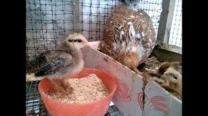 Куры и петухи. Бентамка. Не мешайте - они сами...