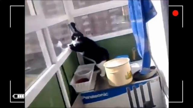 Суперговорящие коты! Смеялся до слёз. Отлично провёл время.mp4 смотреть онлайн