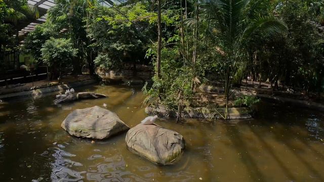 Langkawi | Часть 2 | Орел и Парк дикой природы (4K HDR 10 bit, HLG, Dolby Vision) смотреть онлайн