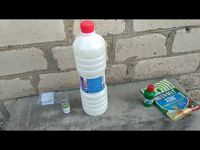 Розы. Нетрадиционное лечение розы Розариум Ютерсен от черной пятнистости смотреть онлайн