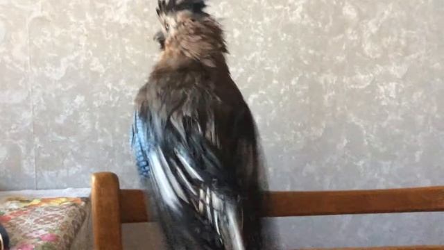 Гаврик после купания смотреть онлайн