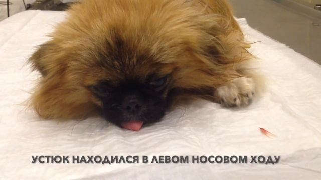 Снова коварный устюк! смотреть онлайн