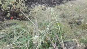 Пересадил шиповник на участок осенью для живой изгороди