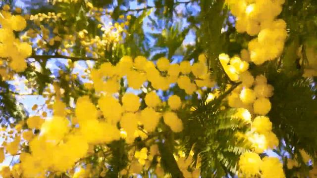 Acacia dealbata,mimosa,mimoza смотреть онлайн