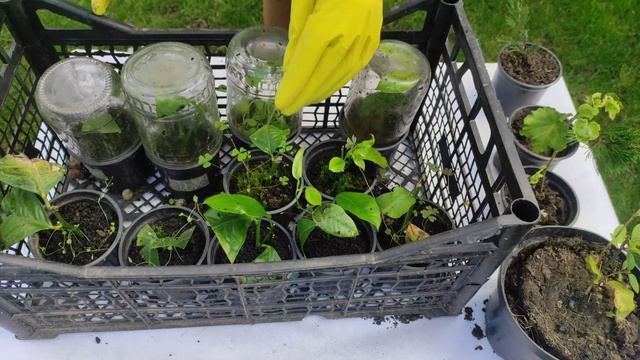 Результаты укоренения юкки, молочая и лимона смотреть онлайн