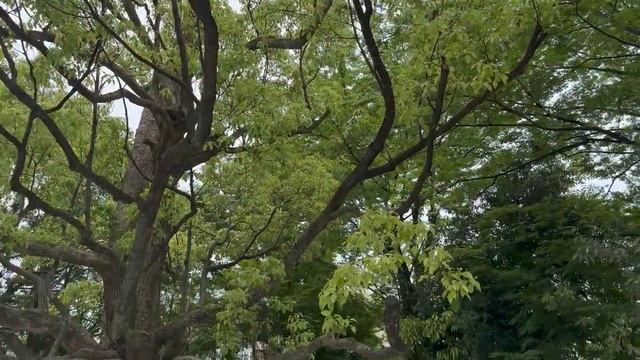 Япония 2023: Нара, Канадзава и Сиракава-го. Объекты наследия ЮНЕСКО. смотреть онлайн