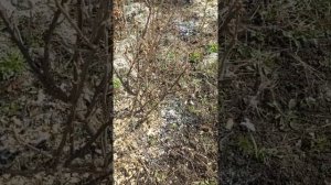 Укоренение черенков смородины в феврале марте