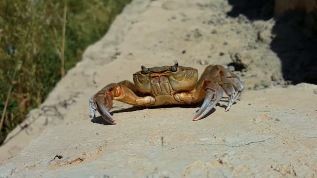 Crab taken by Samsung Galaxy S6 Camera ( 1080p60 HD ) смотреть онлайн