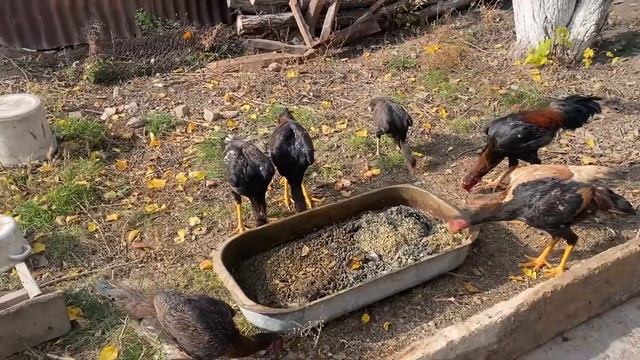 Дакан жужики кушает деликатес. Кореец Шамо Тайго Хинт смотреть онлайн