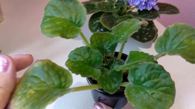 Фиалки почтой. Что происходит с моими детками ? смотреть онлайн