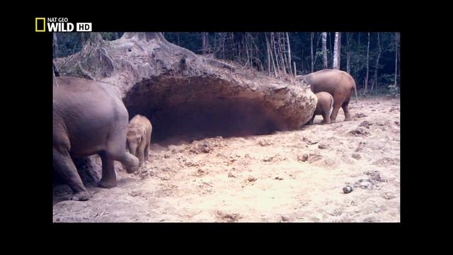 Дикая природа Таиланда 1 серия (документальный сериал, 2013) смотреть онлайн