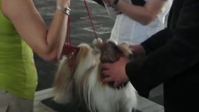 Ши-тцу выставка Мариуполь 29.04.2012 моно смотреть онлайн