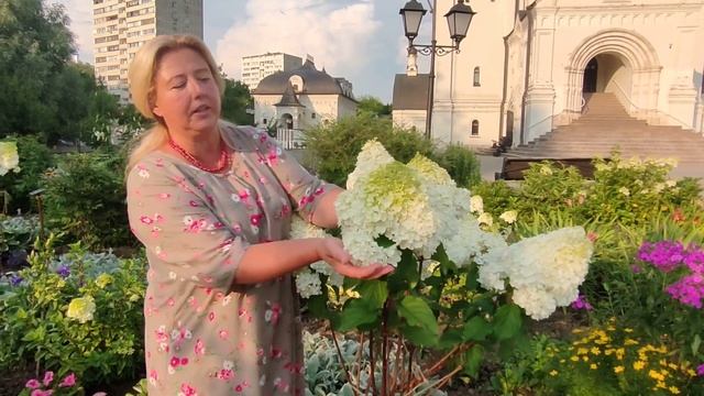 Гортензия на штамбе за один сезон! Легко и просто! смотреть онлайн