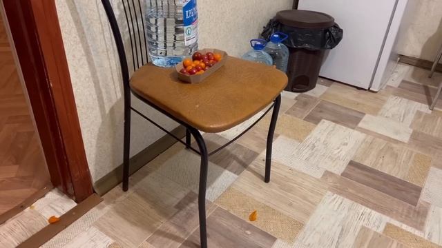 Посмотрите КАК ЛОВКО Люся научилась выходить из вольера и бежать на завтрак))) смотреть онлайн