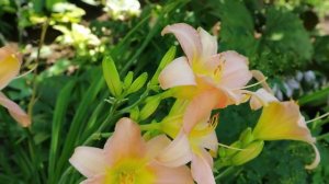 Наш сад в июне. Цветение лилейников.