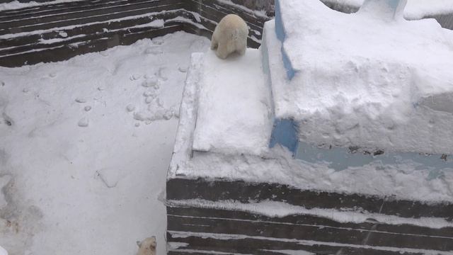 Стрелка в очередной раз покоряет айсберг. 05.01.2024 смотреть онлайн
