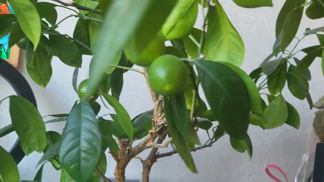 Каламондин смотреть онлайн