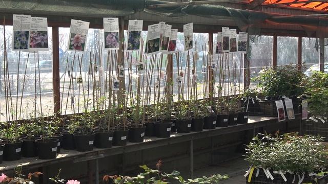 Клематисы в продаже с 20.04.2019 смотреть онлайн