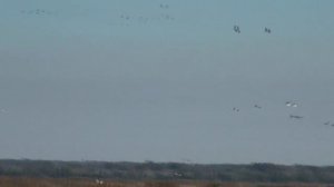 Охота на белолобых гусей! Русские на охоте в Америке, часть 2