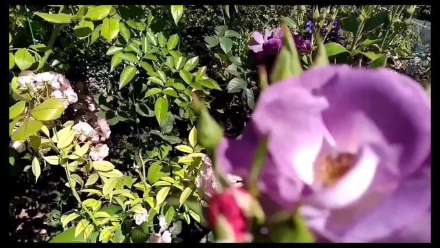 Роза Blie for Yoi . Полная характеристика. смотреть онлайн