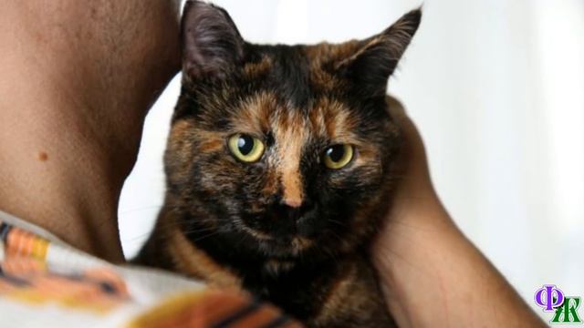 КОШКА, крепко привязанная к дереву, сжалась от страха - не убежать и даже не взобраться на дерево.. смотреть онлайн