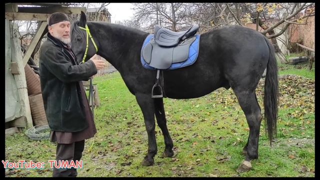 Подбор Жеребца для Заказчика Лошадей.
