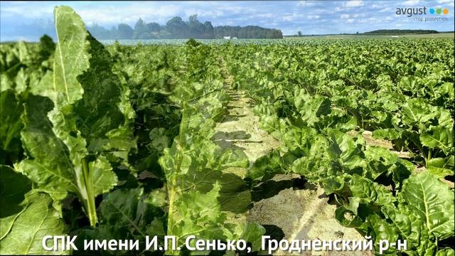 Только плюсы с Пилотом Плюс