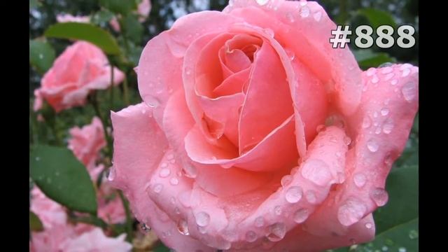 #888. Розы - очень яркие цветы смотреть онлайн