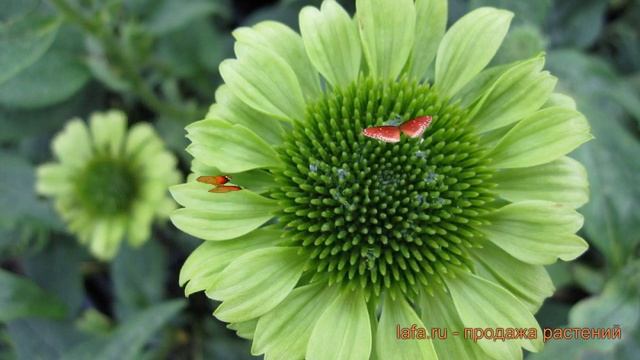 Эхинацея пурпурная Грин Джуэл (echinacea purpurea) ? обзор: как сажать, саженцы эхинацеи Грин Джуэл смотреть онлайн