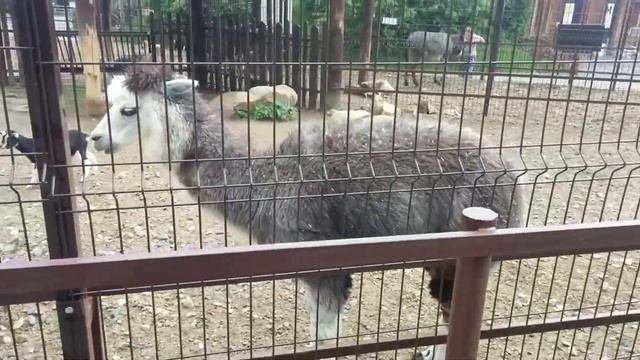 Ижевский зоопарк смотреть онлайн