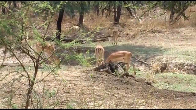 Ботсвана.Сафари в национальном парке Чобе смотреть онлайн