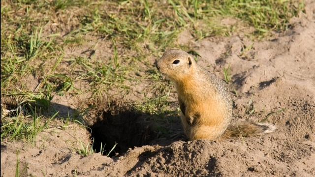 Интересный факт: "О сусликах" смотреть онлайн