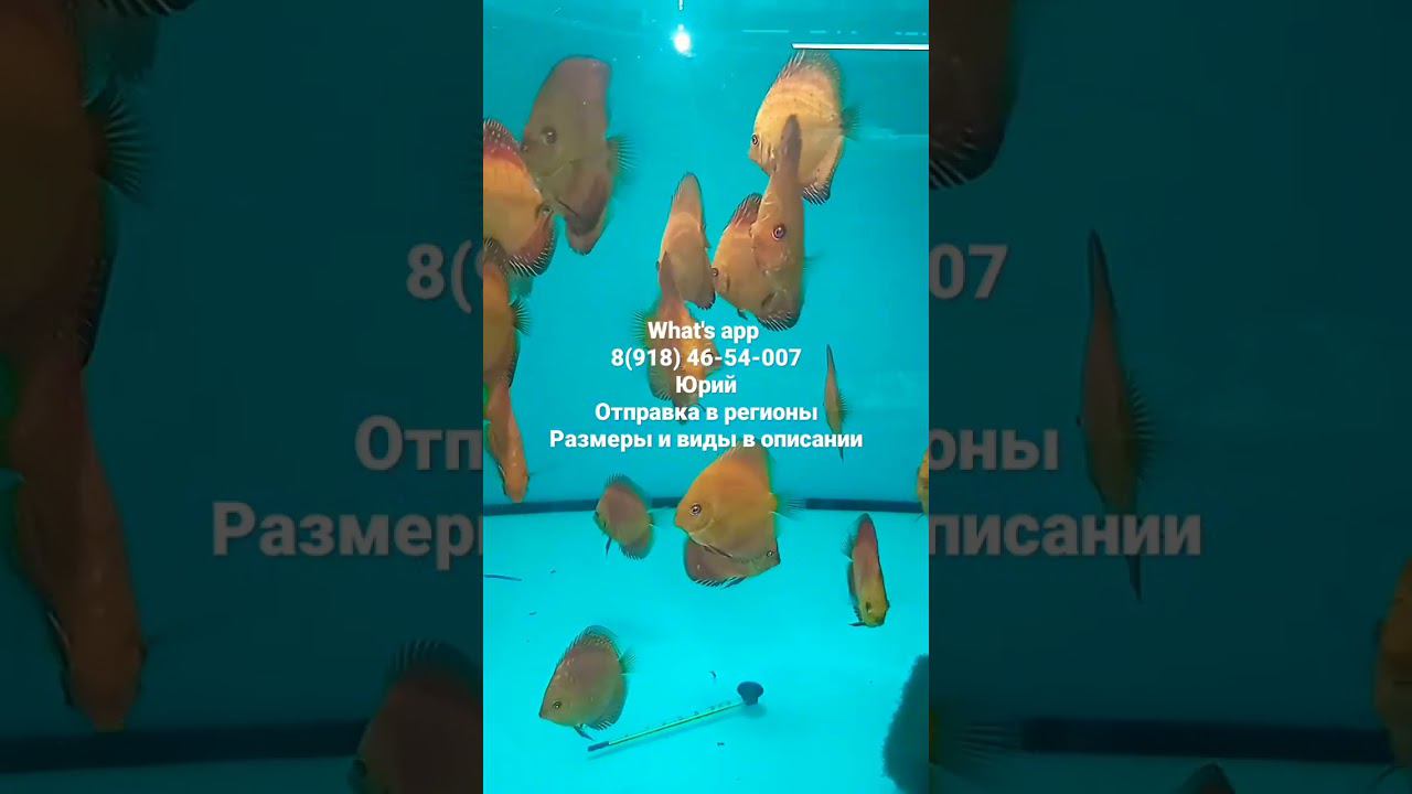 Продажа Дискусов 3. #aquarium #fish #discus #аквариум #рыбки #shorts #short #дискусы смотреть онлайн