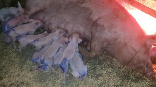 ПРОДАЖА ПОРОСЯТ ПОРОДЫ ЭЛИТНАЯ КРУПНО БЕЛАЯ смотреть онлайн