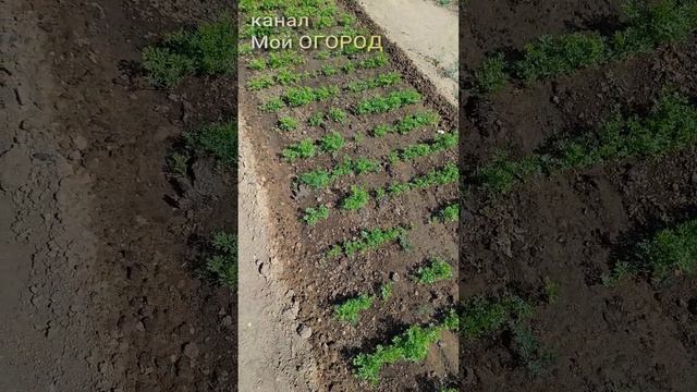 Как я ухаживаю за морковью... #огород #дача #морковь #shorts смотреть онлайн