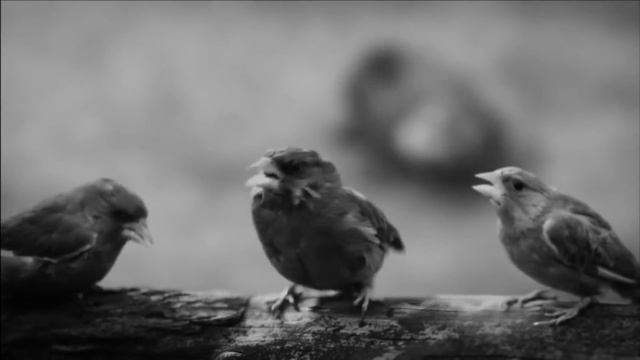 First Direct DubStep Bird смотреть онлайн