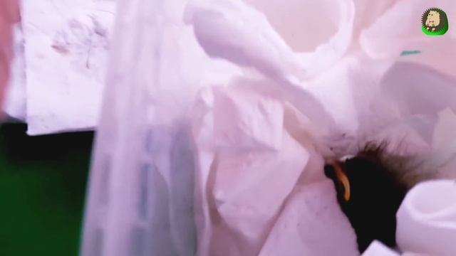 Спасение птенца Зарянки. Как выкормить птенца? Кормление птенцов. Зарянка. Малиновка. смотреть онлайн