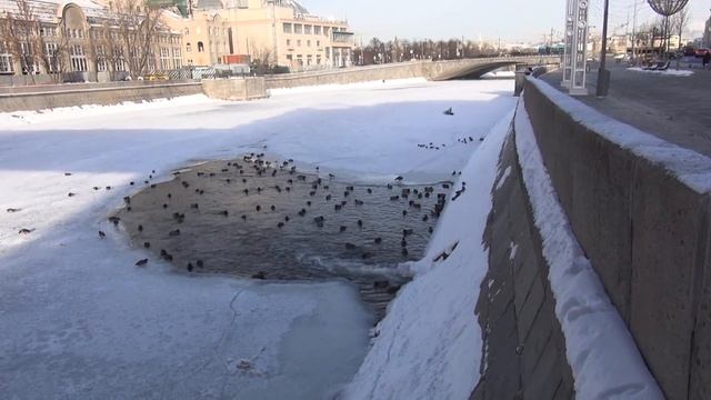 Уточки на Водоотводном Канале смотреть онлайн