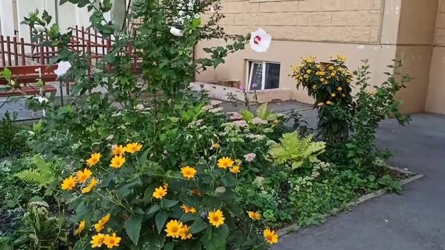Шикарные садовые гибискусы во дворе многоэтажки в Ростове-на-Дону смотреть онлайн