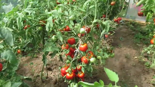 Обзор урожайных сортов помидоров Кострома и Надежда в первой декаде августа смотреть онлайн