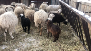 Домашнее хозяйство