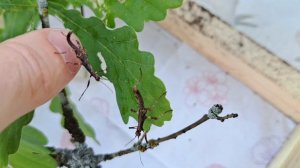 Террариум для палочников. #террариум #палочники