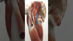 Бедренный канал. Анатомия. Экзамен