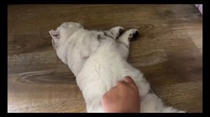 Плюсы и минусы содержания шотландских котов/Шотландский кот