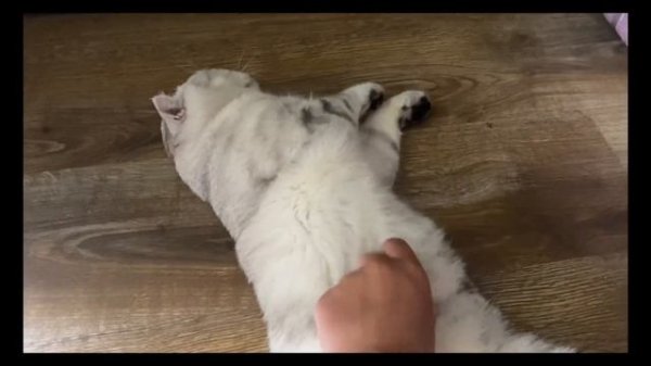 Плюсы и минусы содержания шотландских котов/Шотландский кот