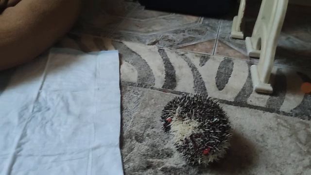 10 фактов о я африканском карликовом ёжике / что ему можно давать и как с ним можно играть/Петя? смотреть онлайн