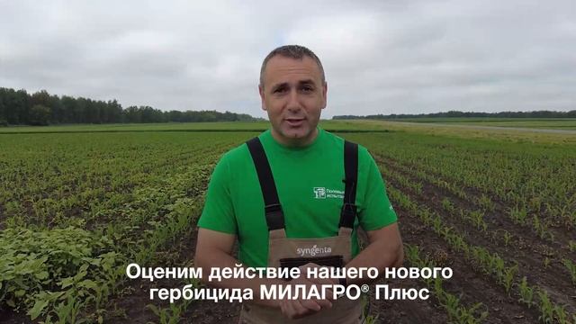 Какая схема обеспечит оптимальную защиту от сорняков в гербокритический период кукурузы? смотреть онлайн