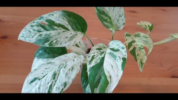 Life of a plant - Epipremnum pinnatum 'MARBLE KING'